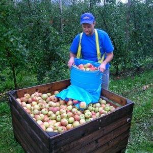 Pojemnik do zbioru jabłek i innych owoców - TYROLBOX®